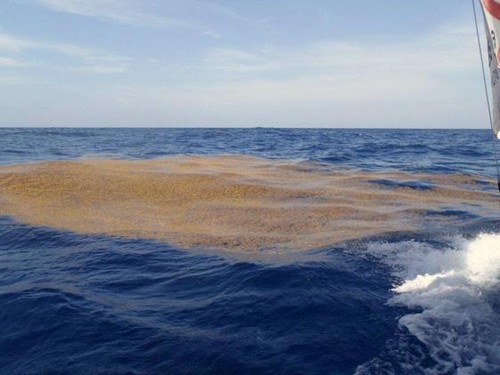 Fighting through Sargasso weed - Global Ocean Race 2011-12 © Cessna Citation